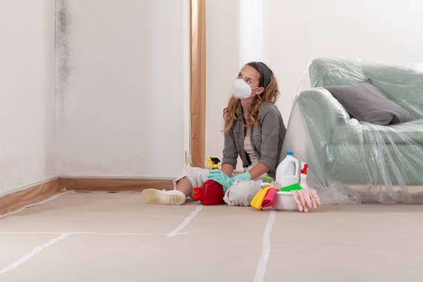 Reliable Mold Remediation contractor in Crystal Beach, FL by Cheap Mold Removal