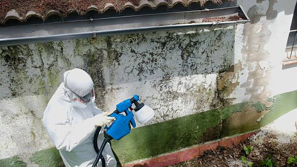 Trusted Commercial Mold Remediation service in Crystal Beach, FL - Cheap Mold Removal